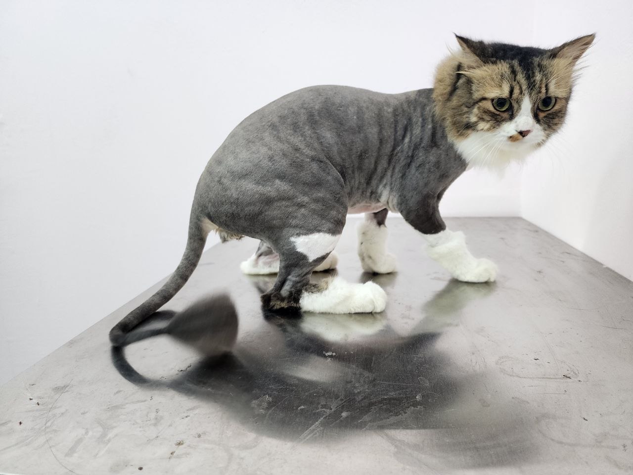 Lion Cut Express