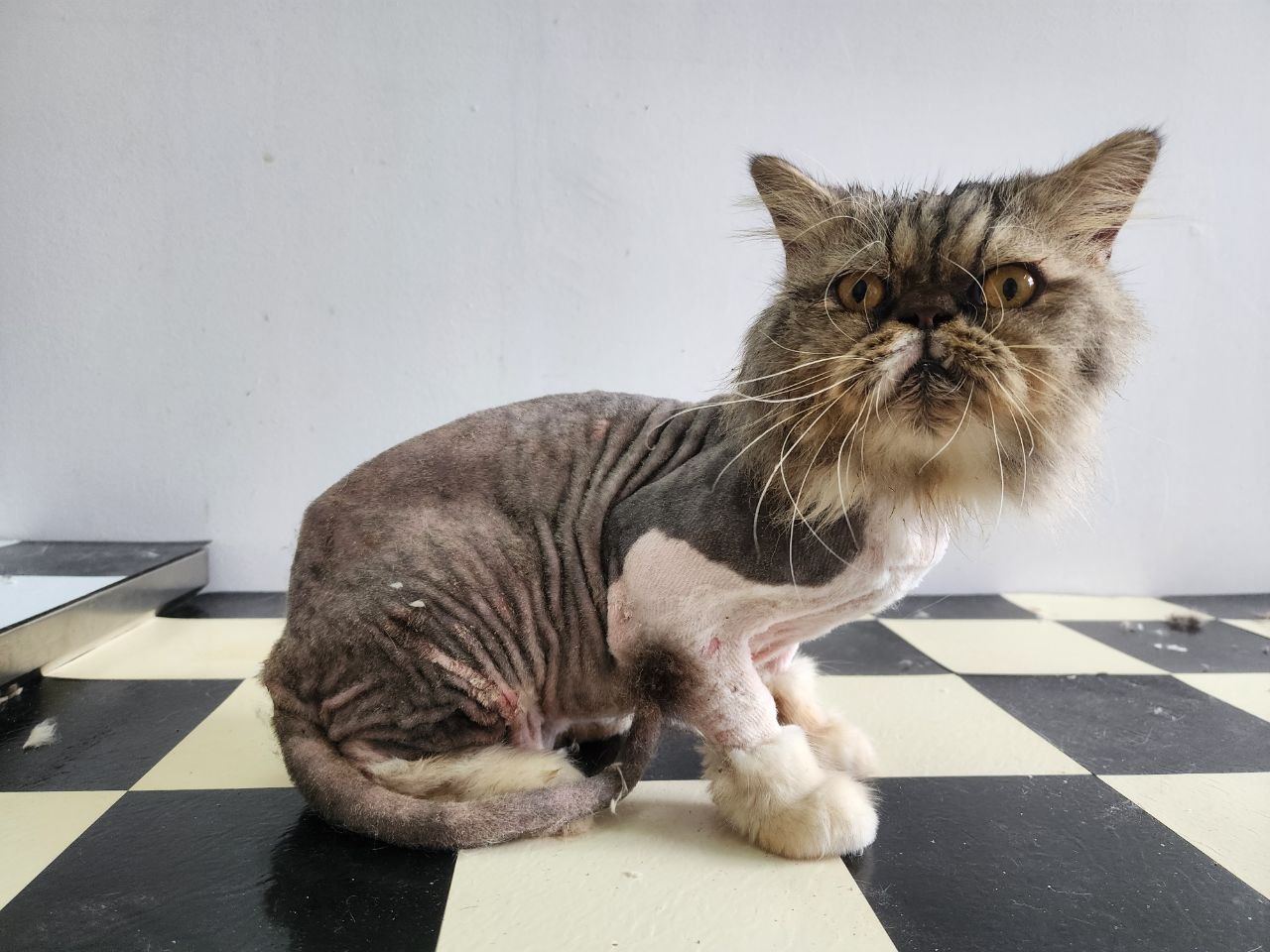 Lion Cut with Medicated Treatment