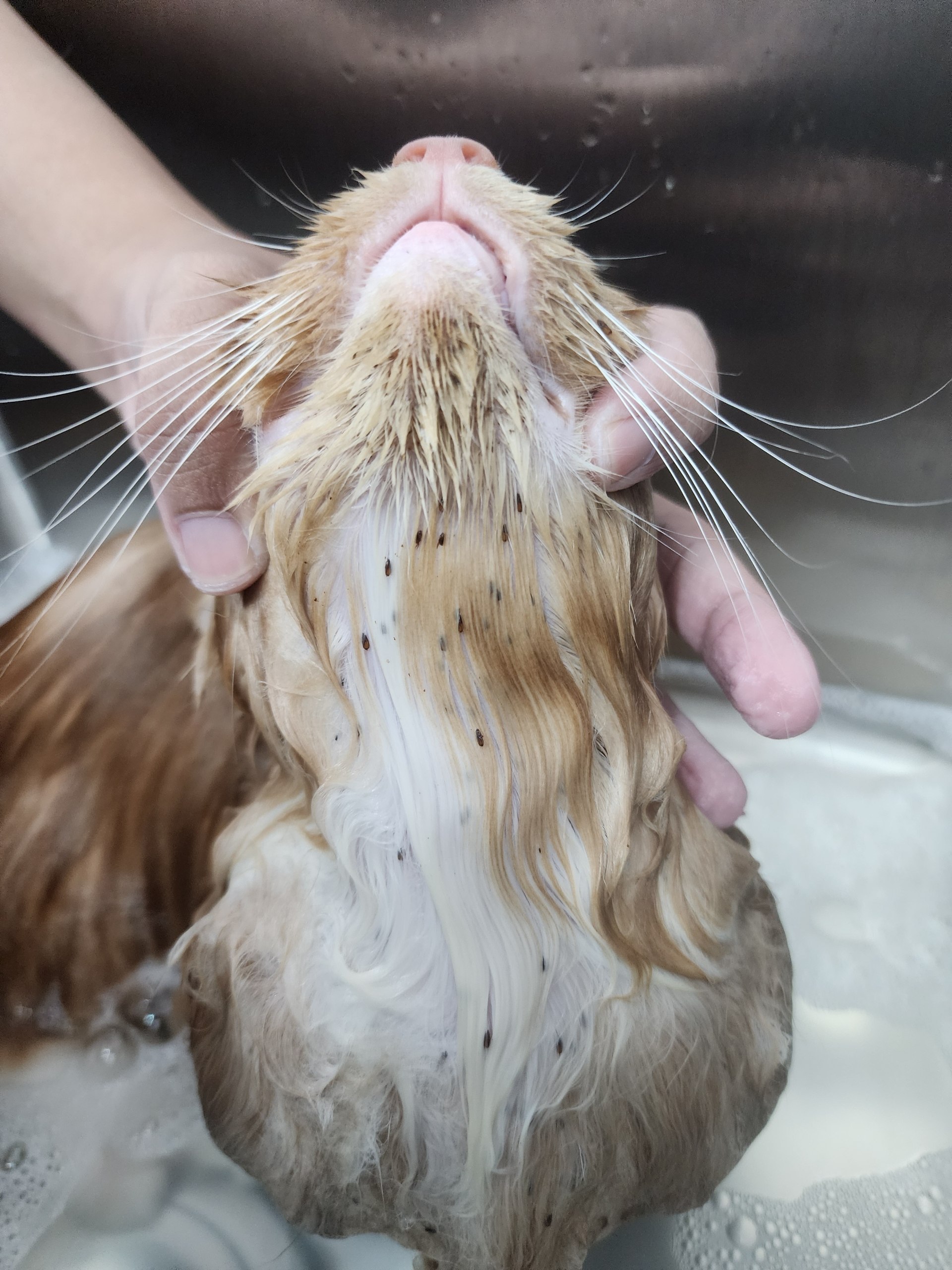 Anti Flea & Tick Bath