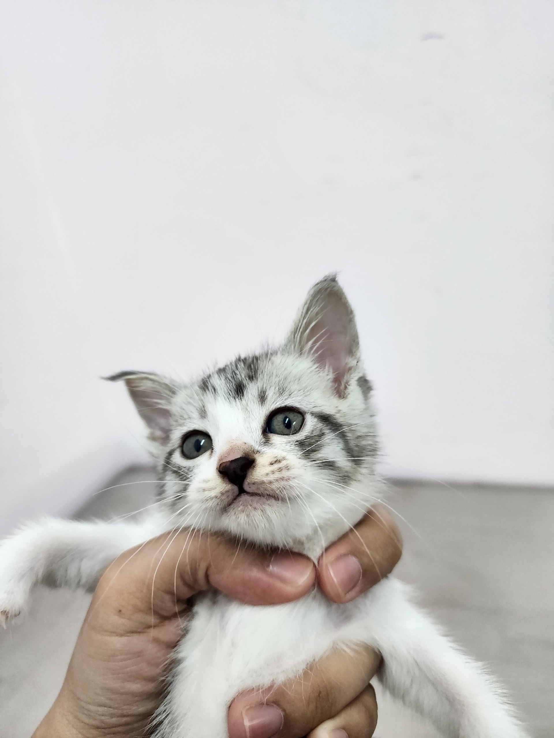 Kitty Bath 2 step