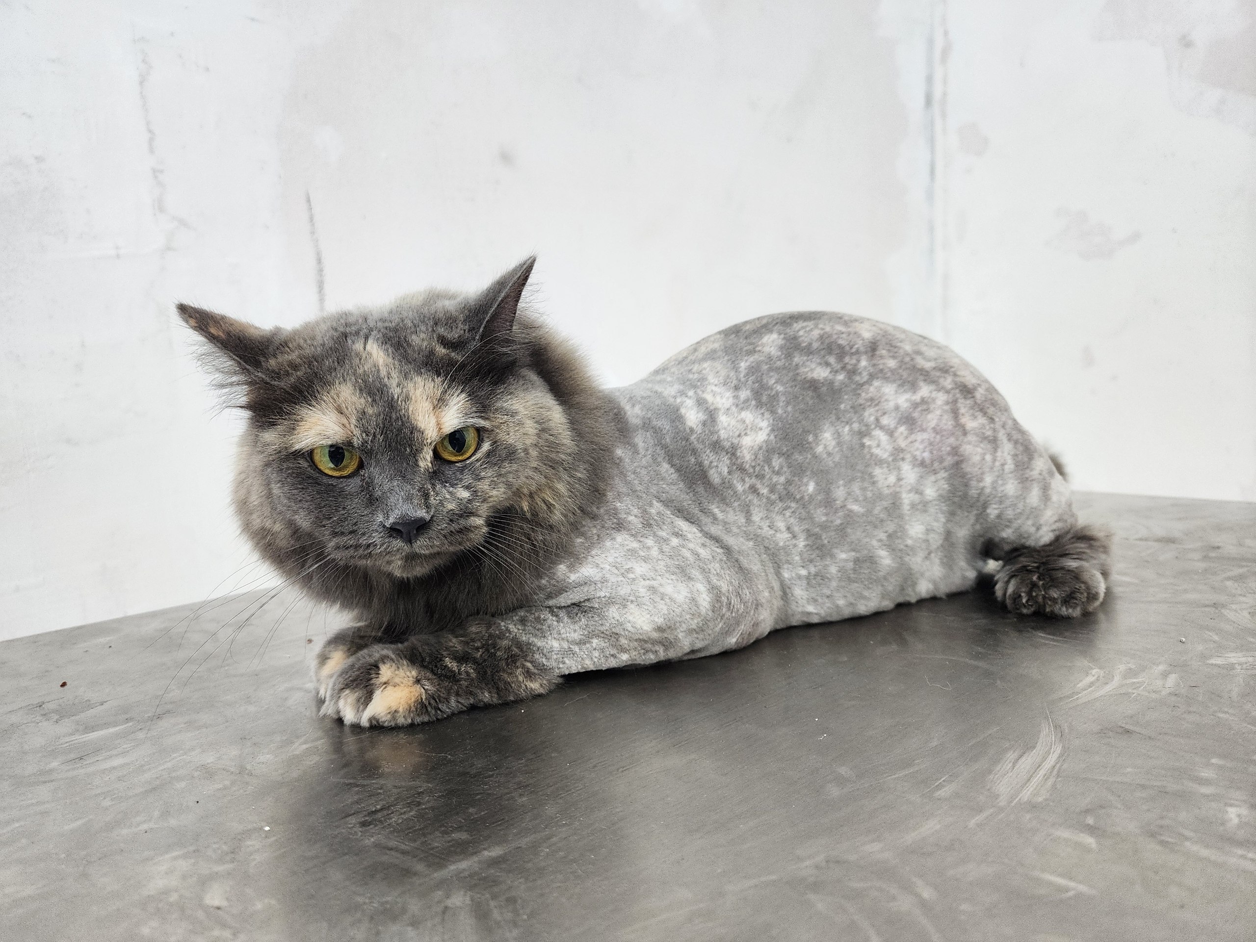 Lion Cut Complete Edition