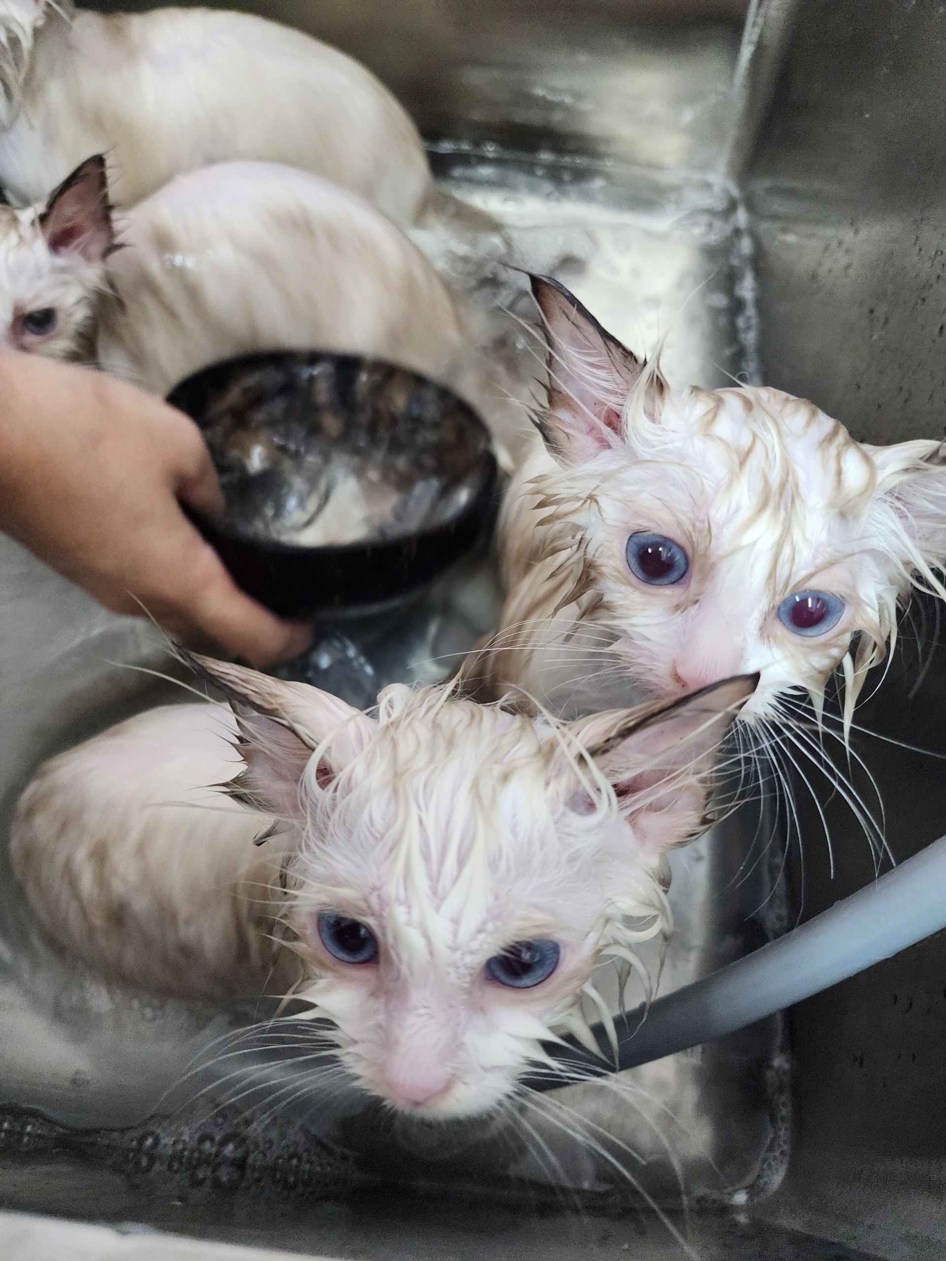 Kitty Bath 3 step