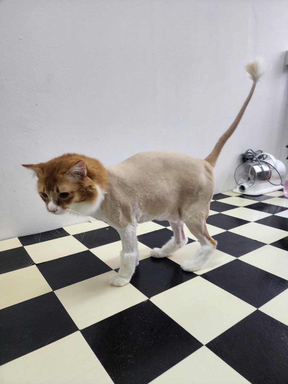 Lion Cut with Flea & Tick Treatment